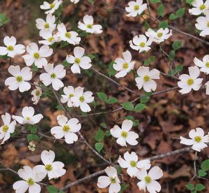 White+flowering+dogwood+leaves