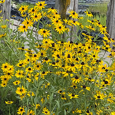 Black-Eyed-Susans Black-eyed Susan