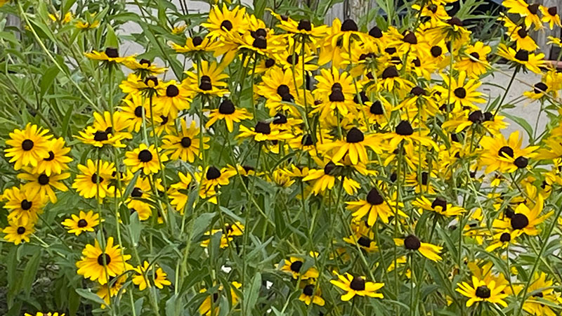 Black-eyed Susan