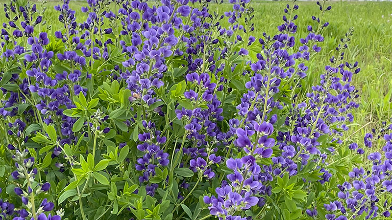 Blue False Indigo
