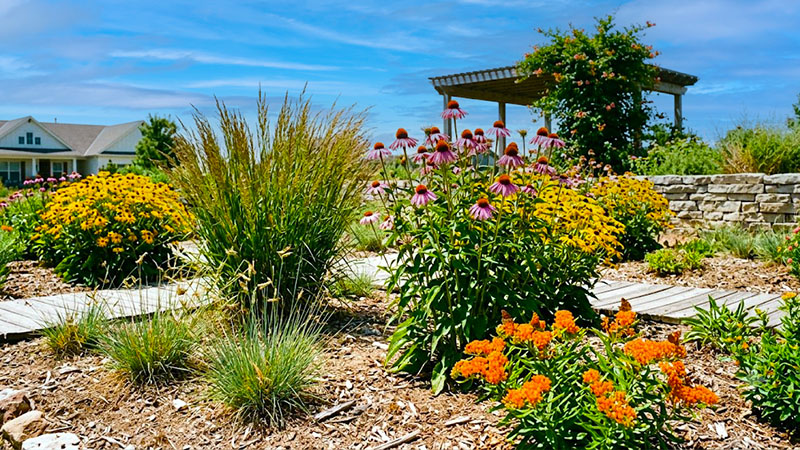 Beat the Heat with Drought Tolerant Ornamental Natives