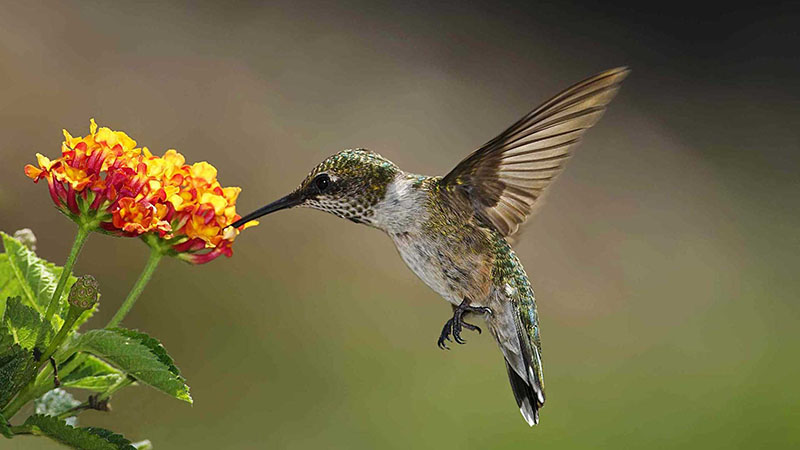 Native Plants Make Any Yard a Hummingbird Haven!