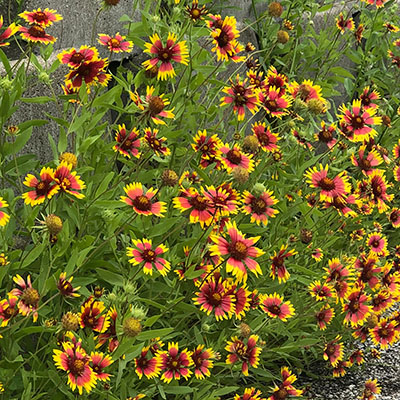Indian Blanket Indian Blanket