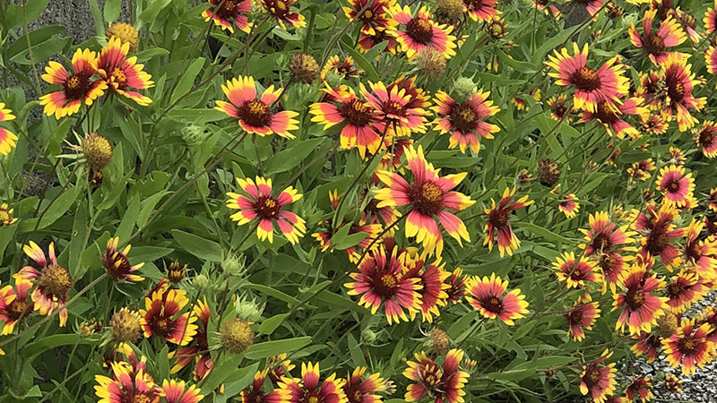 Indian Blanket
