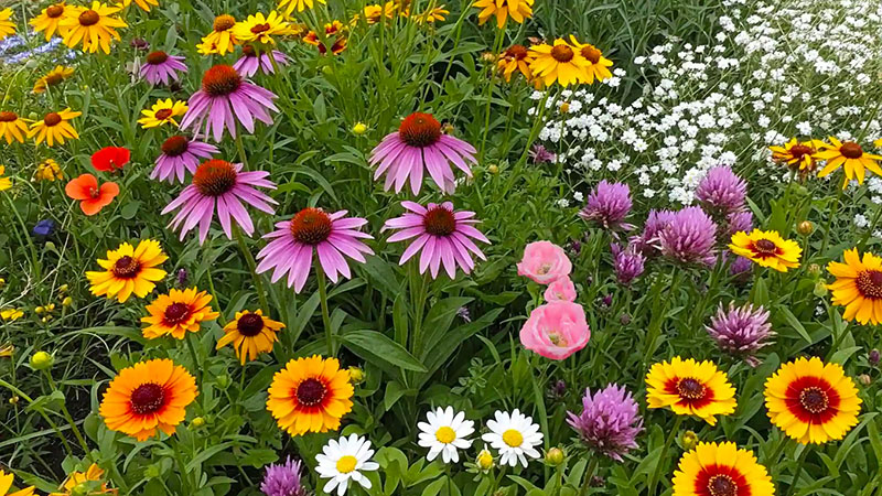 Native Seed Mixes