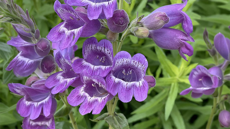 Purple Beard Tongue