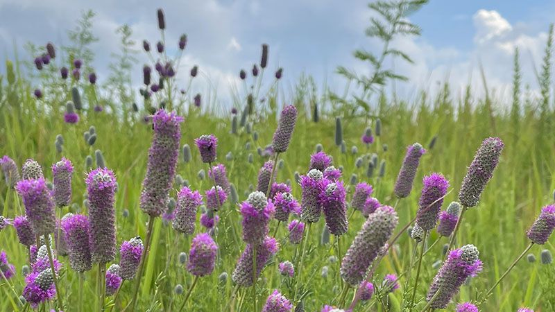 Purple Prairie Clover