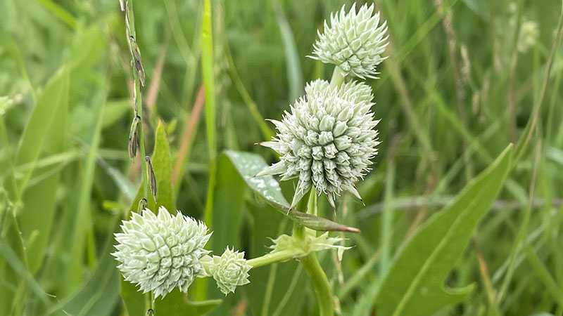 Rattlesnake Master