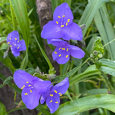 Virginia Spiderwort Virginia Spiderwort
