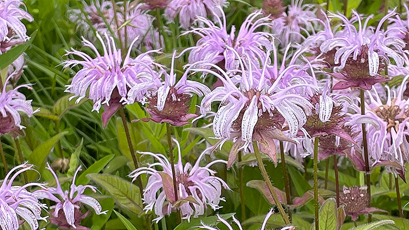 Wild Bergamot