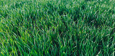 Grass Lawn 400px