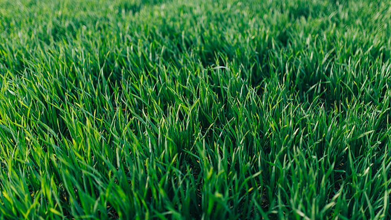 Fall’s the Time to Get a Greener, Spring Lawn!