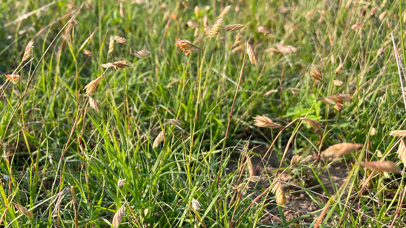 Buffalo Grass