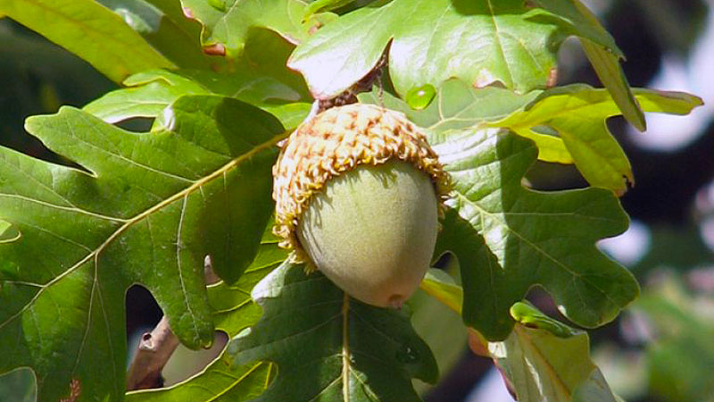 Bur Oak