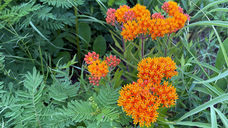 Butterfly Weed