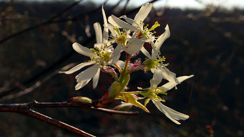 Downy Serviceberry