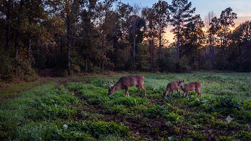 Food Plots erosion control blanket