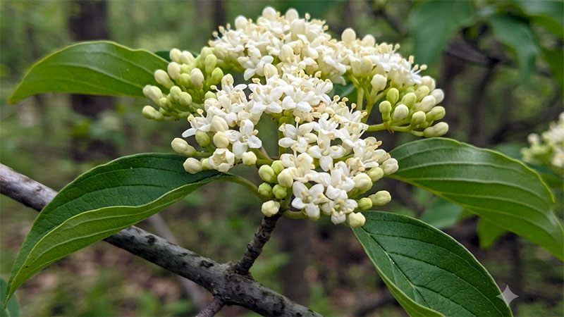 Gray Dogwood