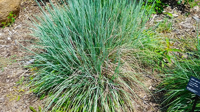 Little bluestem prairie grass