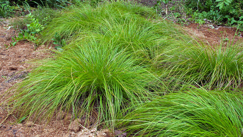 Oak Sedge