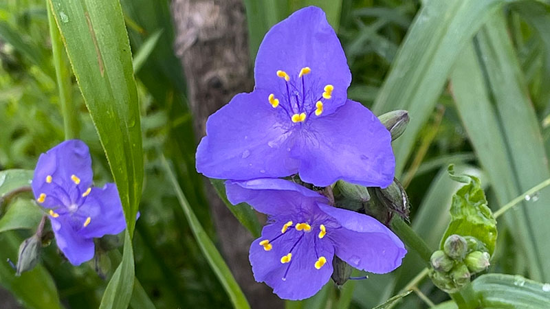 Ohio Spiderwort