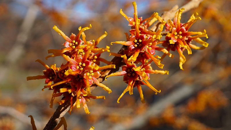 Ozark Witchhazel