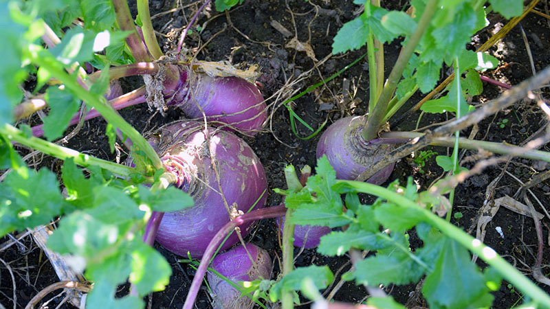 coir-erosion-control-blanket-slope-800x450 Purple Top Turnips