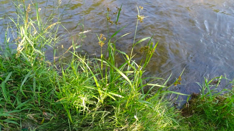 Scirpus atrovirens