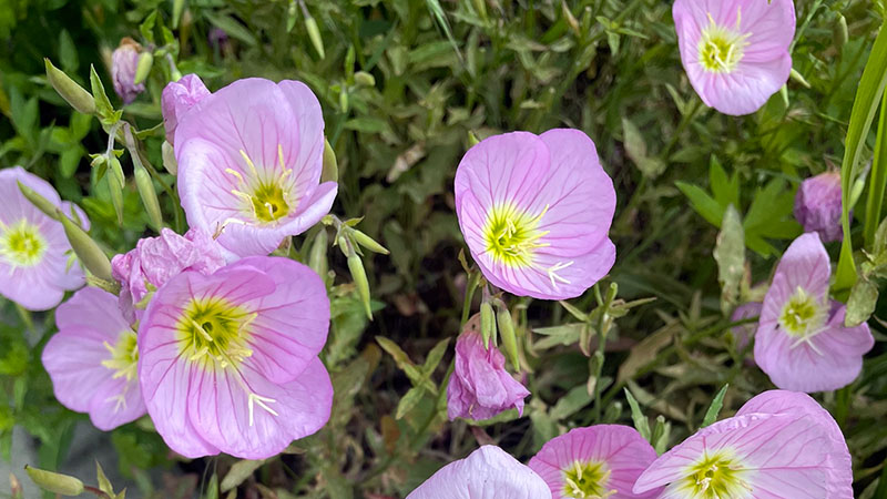 Showy Evening Primrose