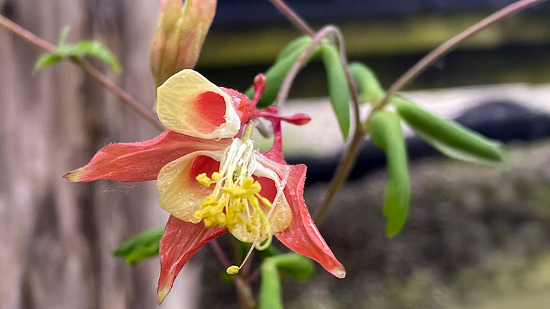 Wild Columbine
