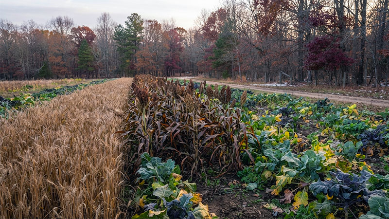 Cover Crops erosion control blanket