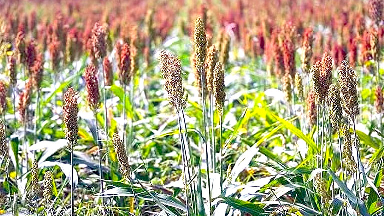 coir-erosion-control-blanket-slope-800x450 Japanese millet crop in a field